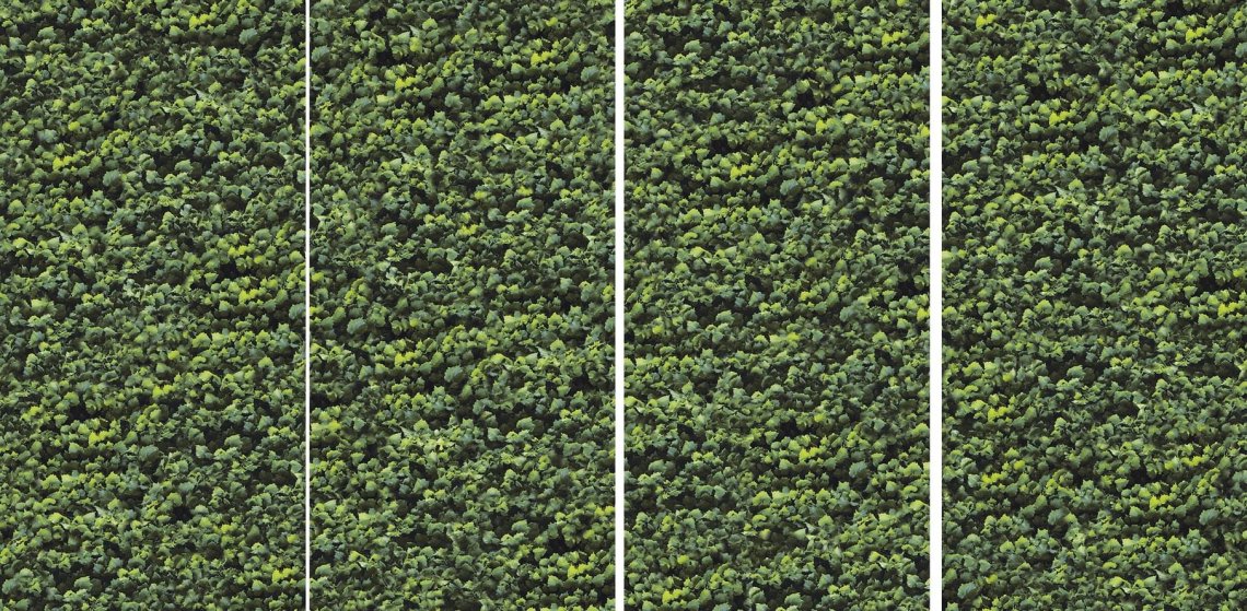 Casalgrande Padana Limpha Arborea 120x240