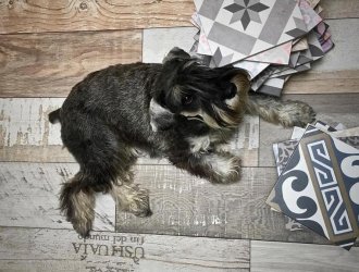 Плитка Diffusion коллекция Porcelain Decors